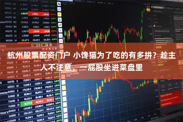 杭州股票配资门户 小馋猫为了吃的有多拼？趁主人不注意，一屁股坐进菜盘里